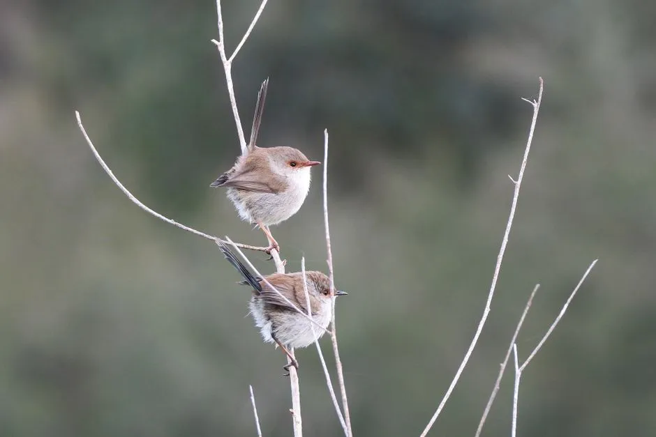 Animals That Mate for Life: 12 Species That Pair Bond
