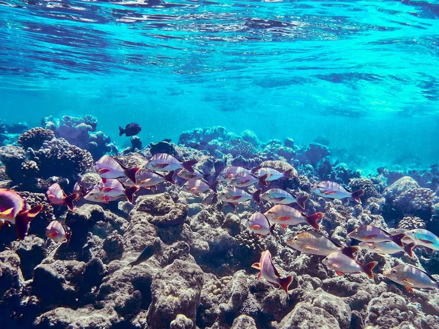 How Long Do Sea Turtles Live? Lifespan of All 7 Species