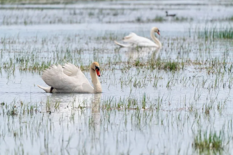 Why Do Animals Make Sounds? 7 Main Reasons